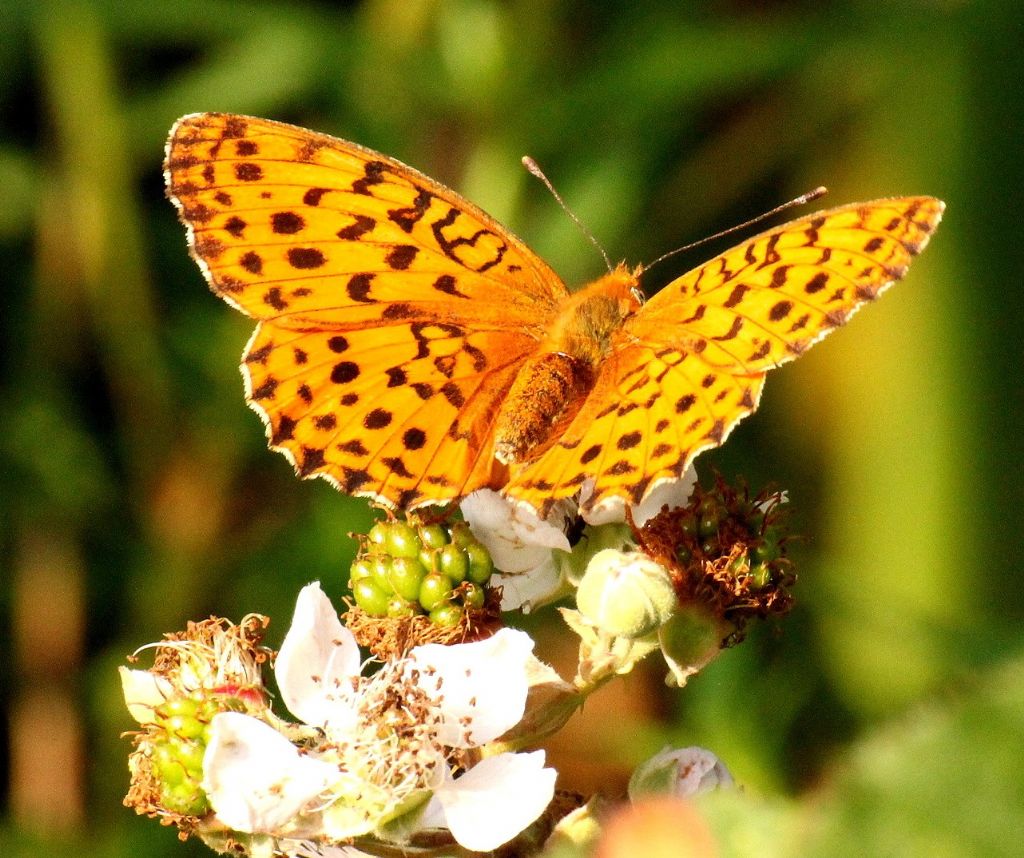 Argynnis adippe?