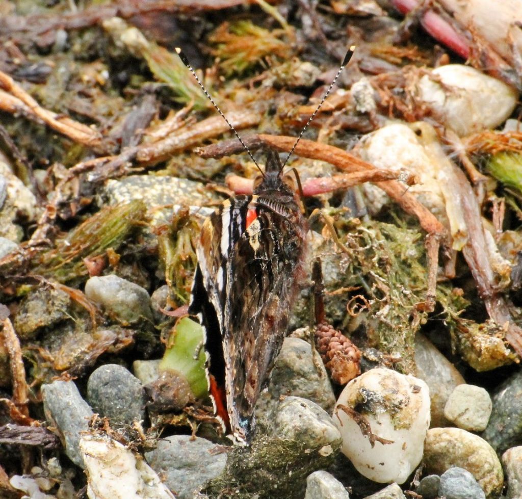 Vanessa atalanta?