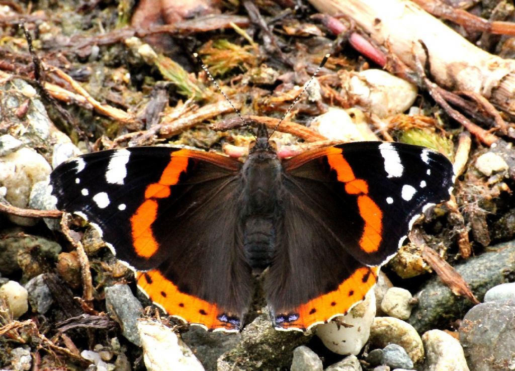 Vanessa atalanta?