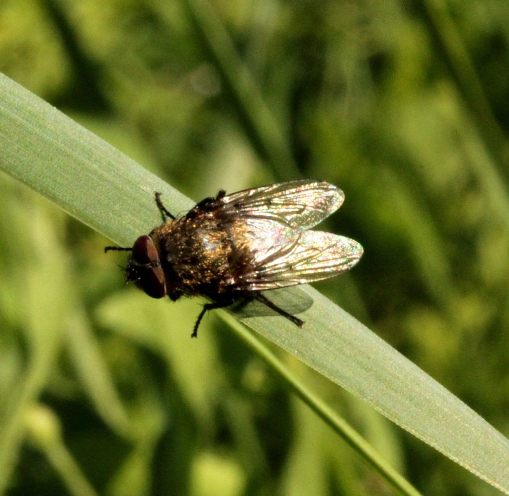 Altra mosca