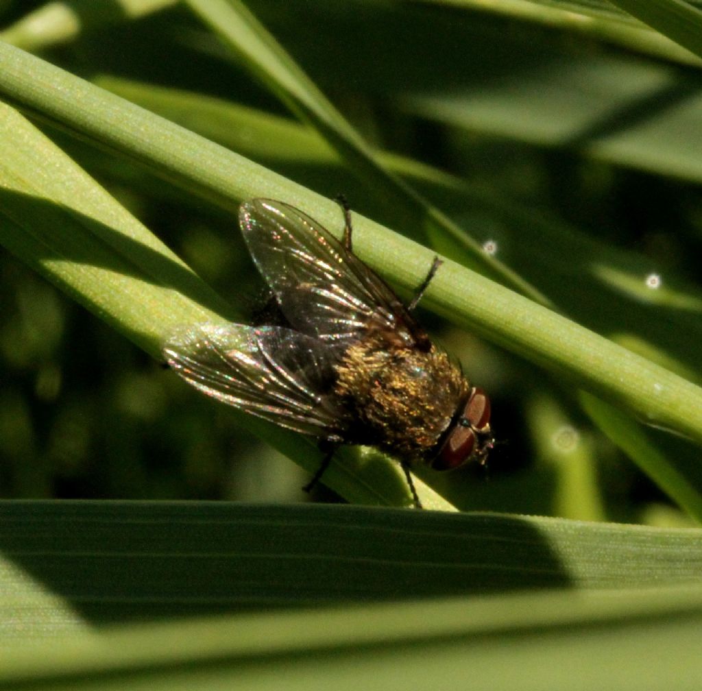 Altra mosca