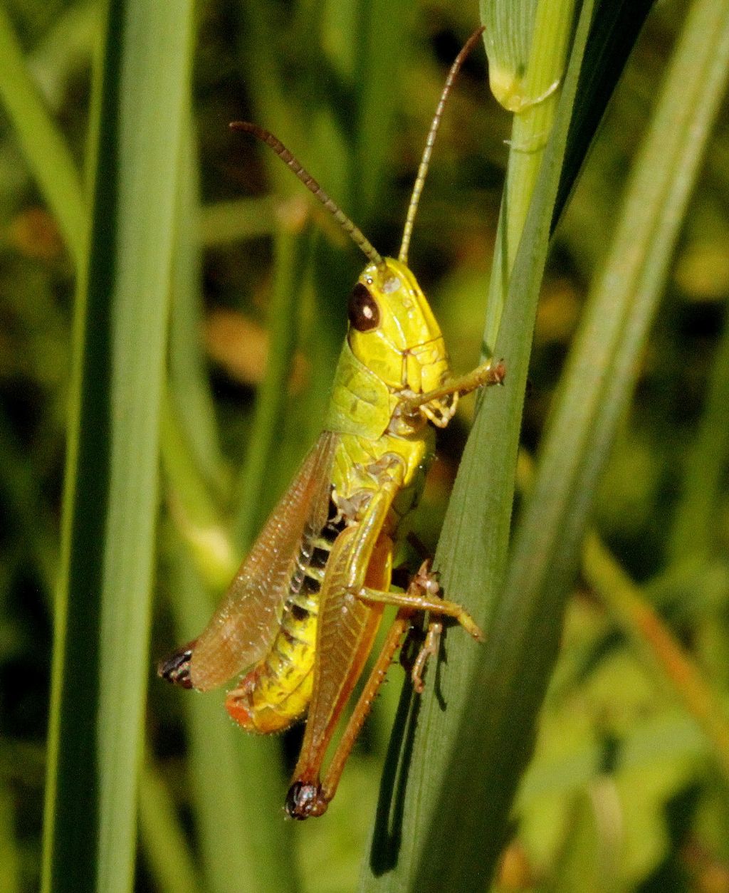 maschio di Chorthippus parallelus