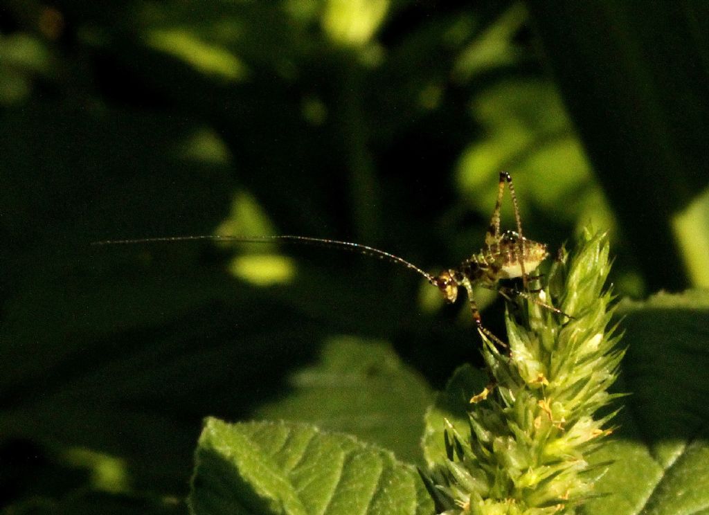 Neanide di Phaneroptera sp.