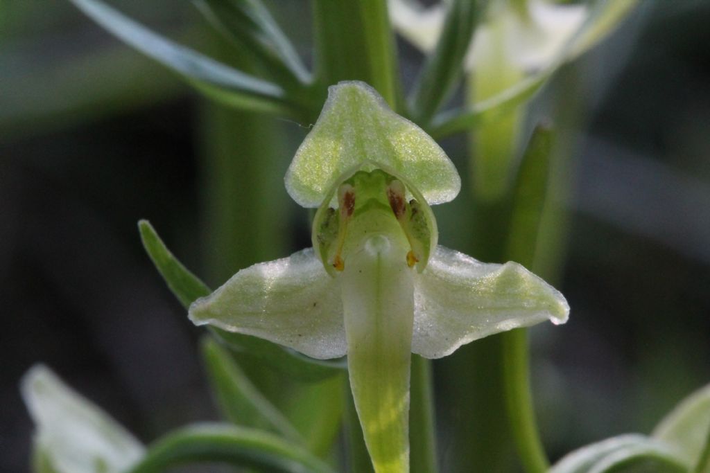 Platanthera chlorantha