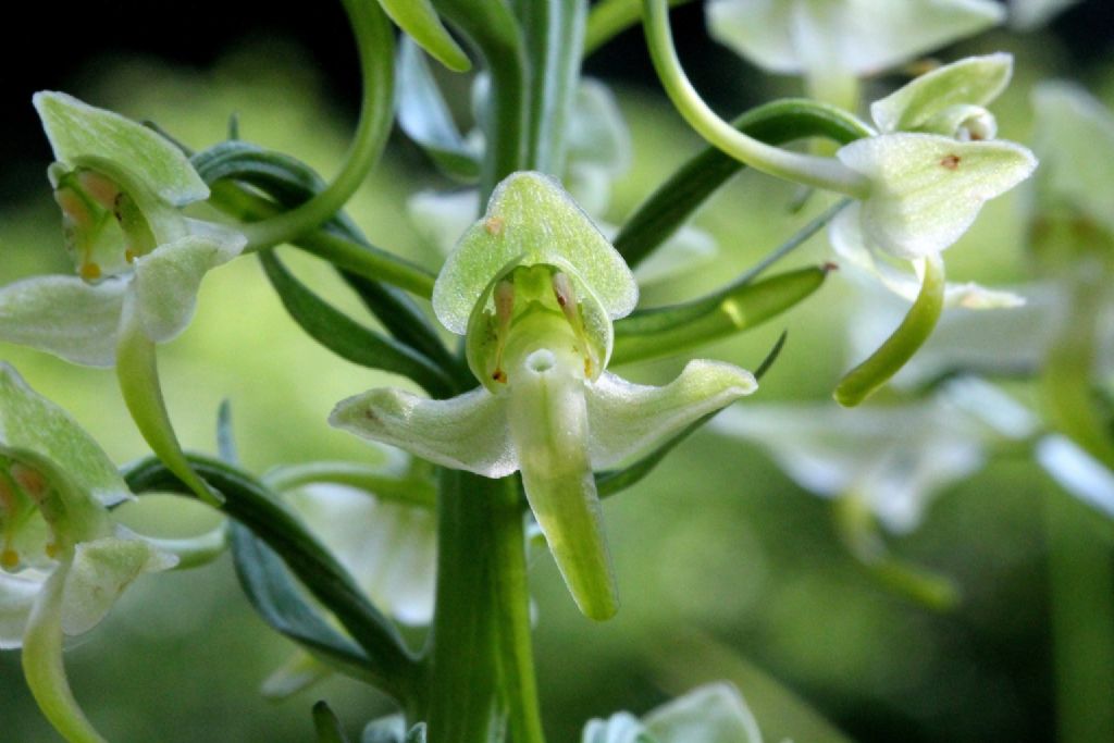 Platanthera chlorantha