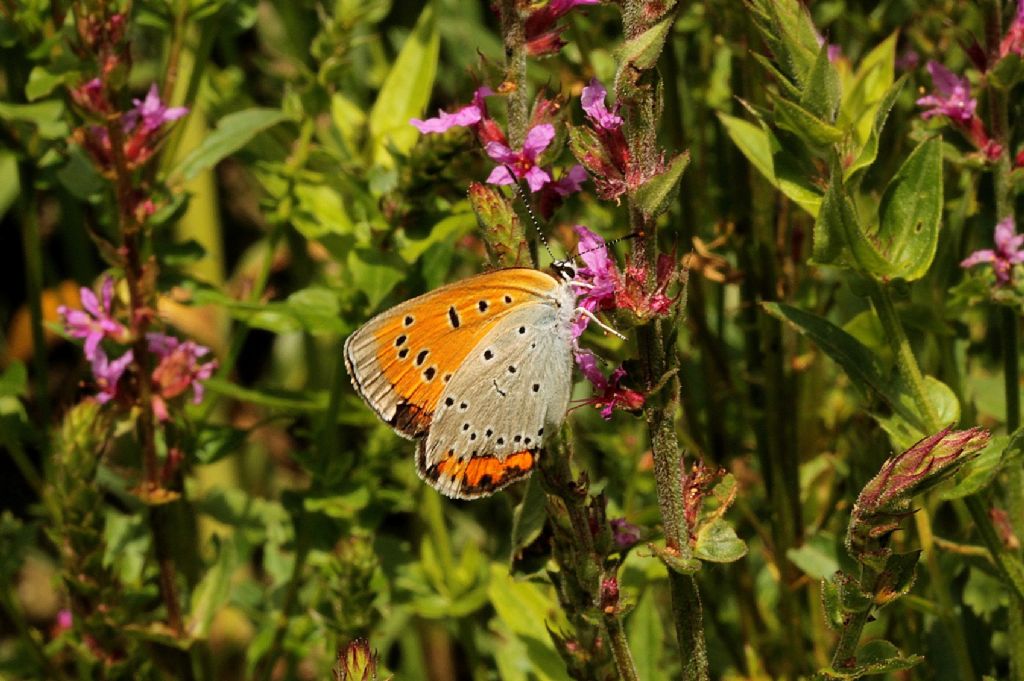 Forse Lycaena dispar?