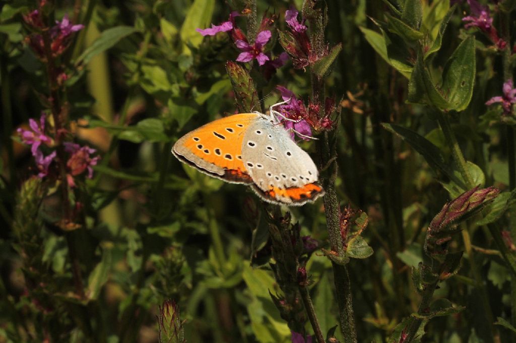 Forse Lycaena dispar?