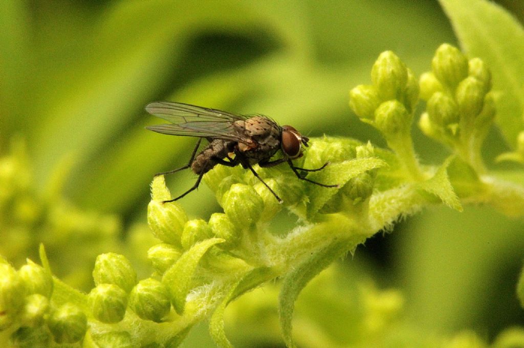 Potrebbe essere  Fannia canicularis?