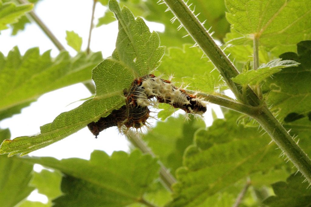 Bruco di Polygonia c-album?