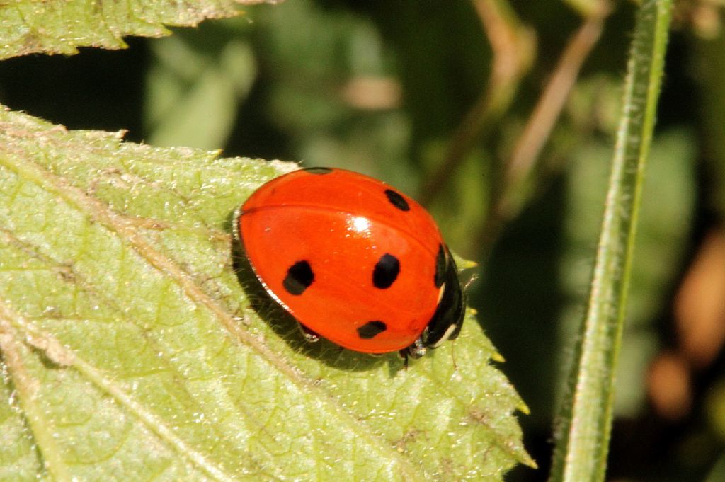 Coccinella 7-punctata