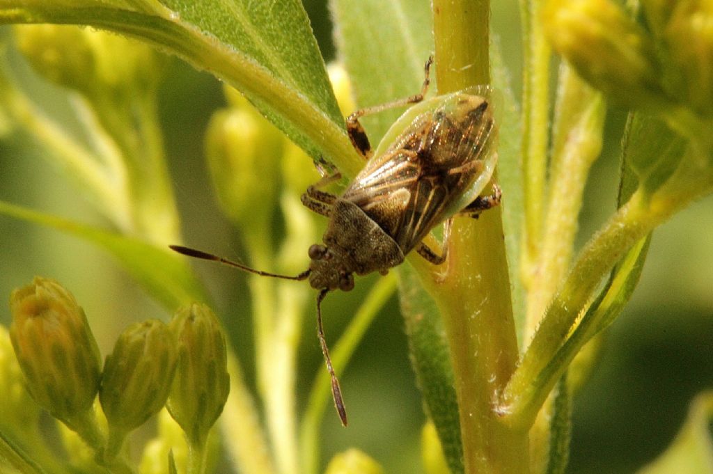 Potrebbe essere un Lygaeidae: Emblethis sp?