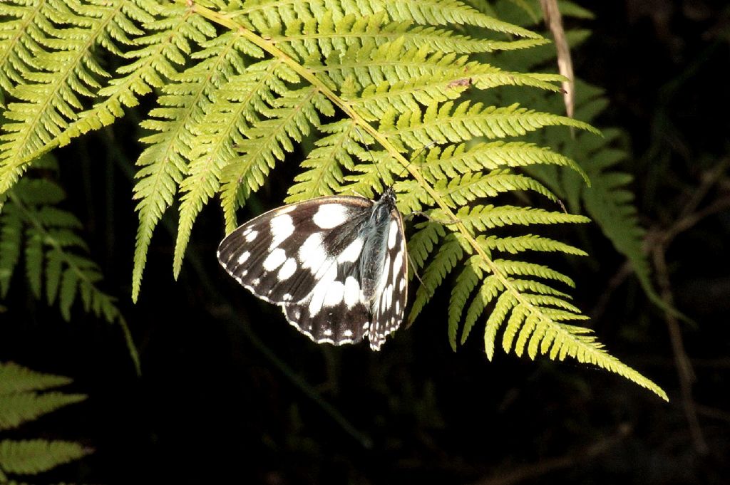 Melanargia galathea?