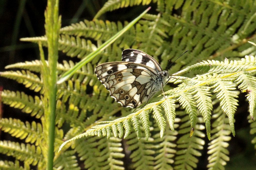 Melanargia galathea?