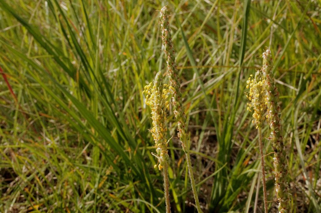 Plantago serpentina