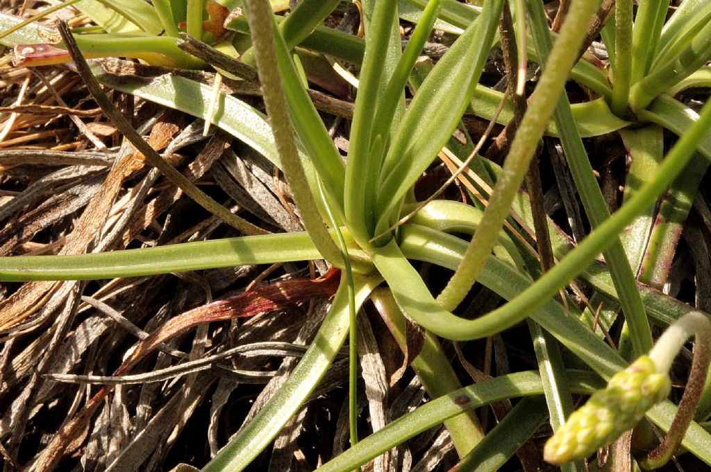 Plantago serpentina