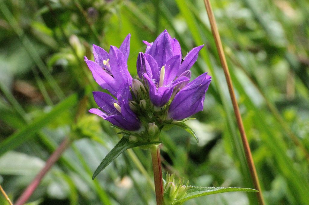 Campanula glomerata