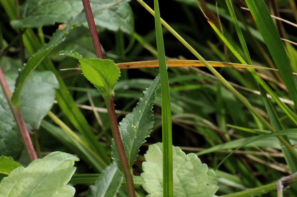 Campanula glomerata