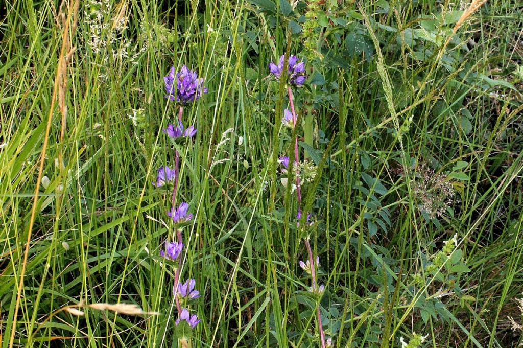 Campanula glomerata