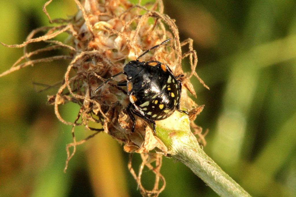 Emittero o coleottero? Nezara viridula (ninfa)