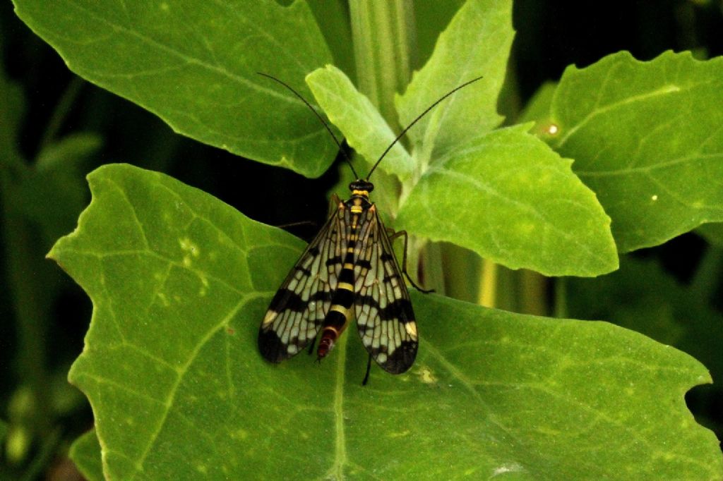 Anche questo  un dittero? (No, Panorpa sp.)