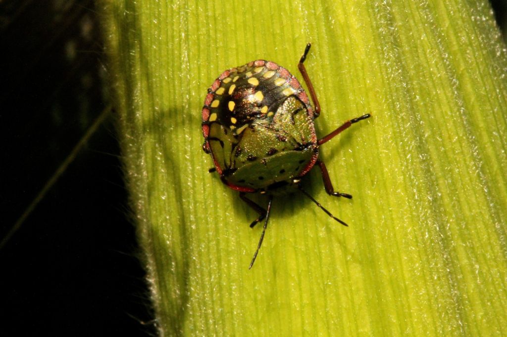 Si pu identificare? S, Nezara viridula (ninfe)