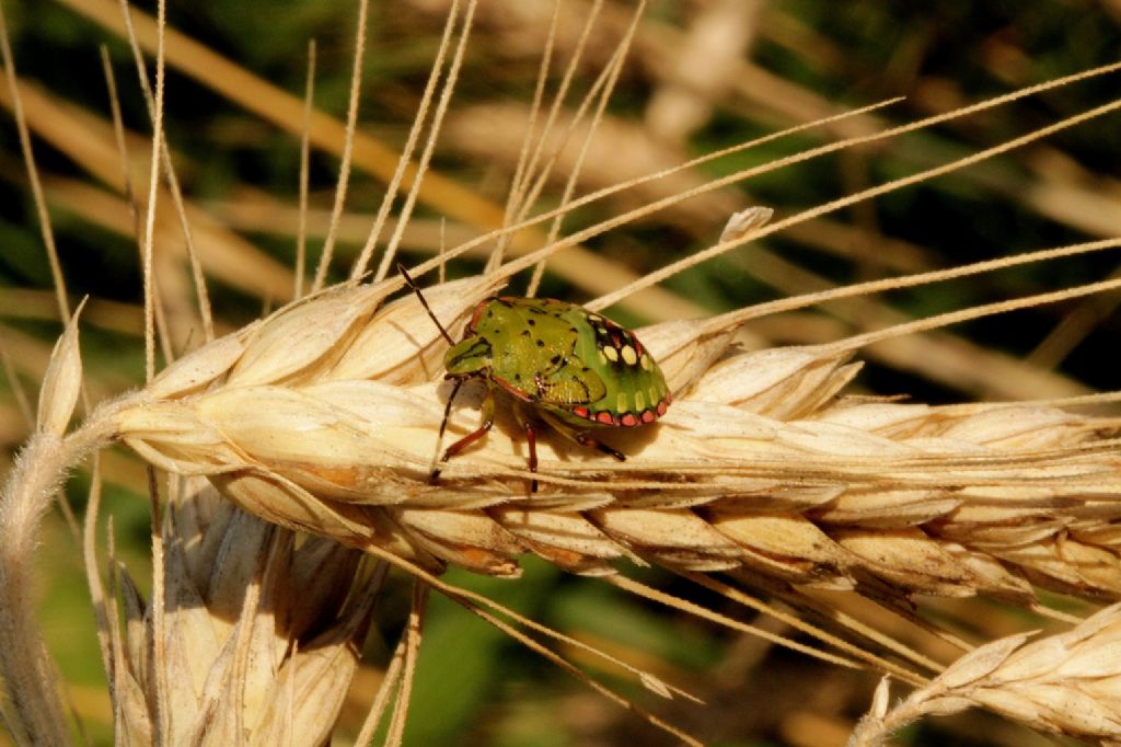 Si pu identificare? S, Nezara viridula (ninfe)