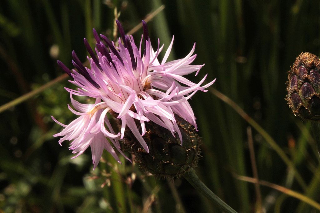 Centaurea scabiosa subsp scabiosa?