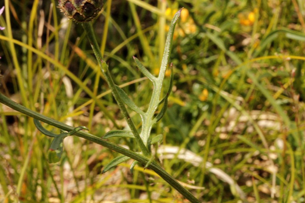 Centaurea scabiosa subsp scabiosa?