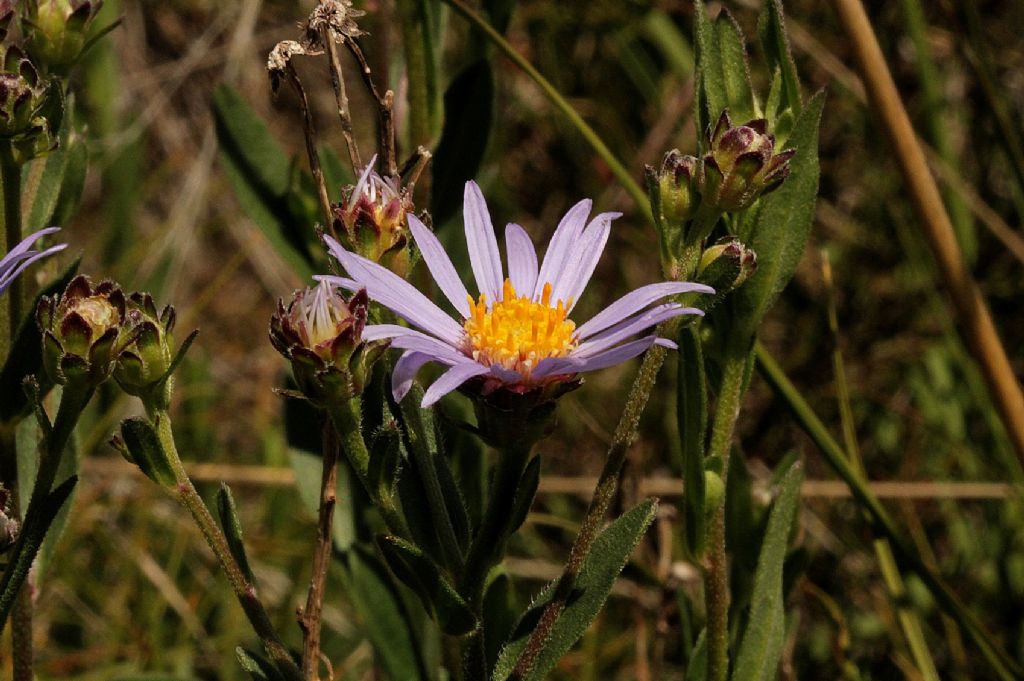 Aster amellus