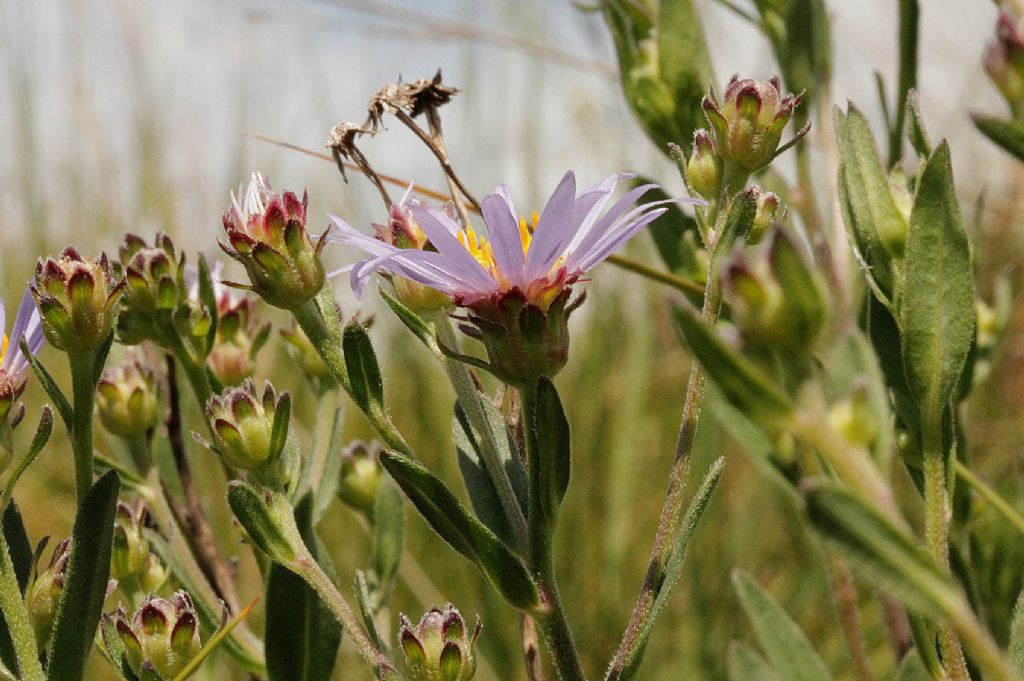 Aster amellus