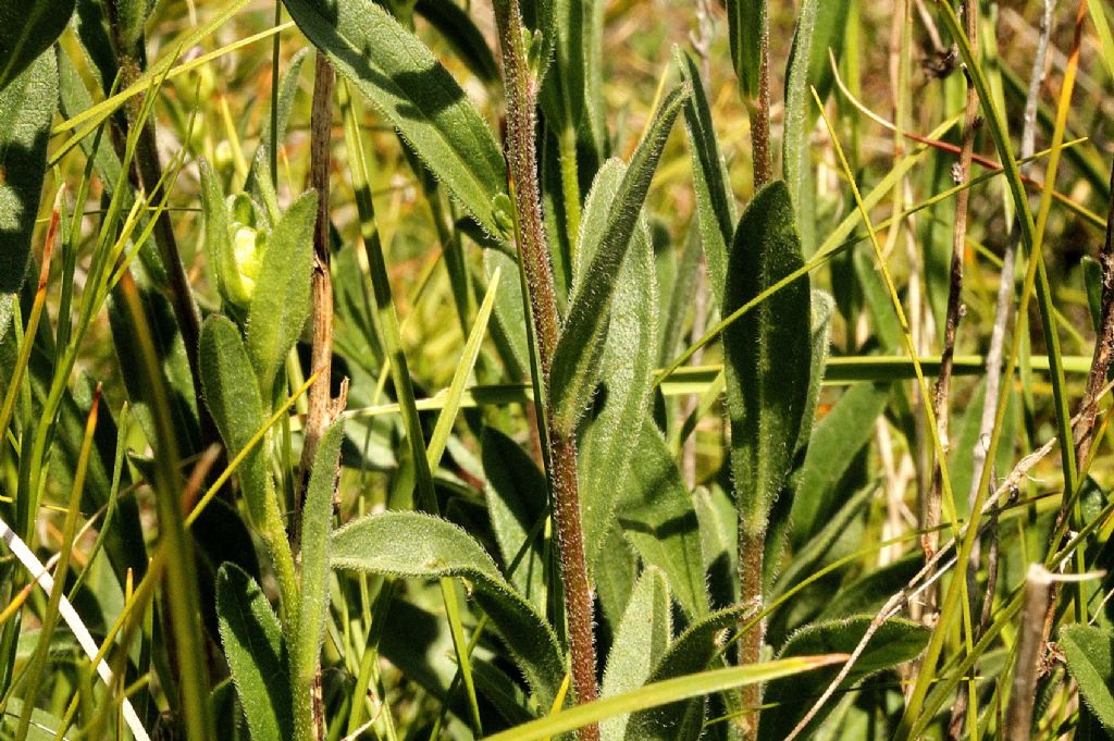 Aster amellus