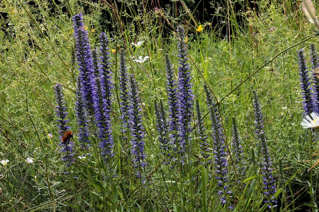 Veronica spicata (=Pseudolysimachion spicatum)