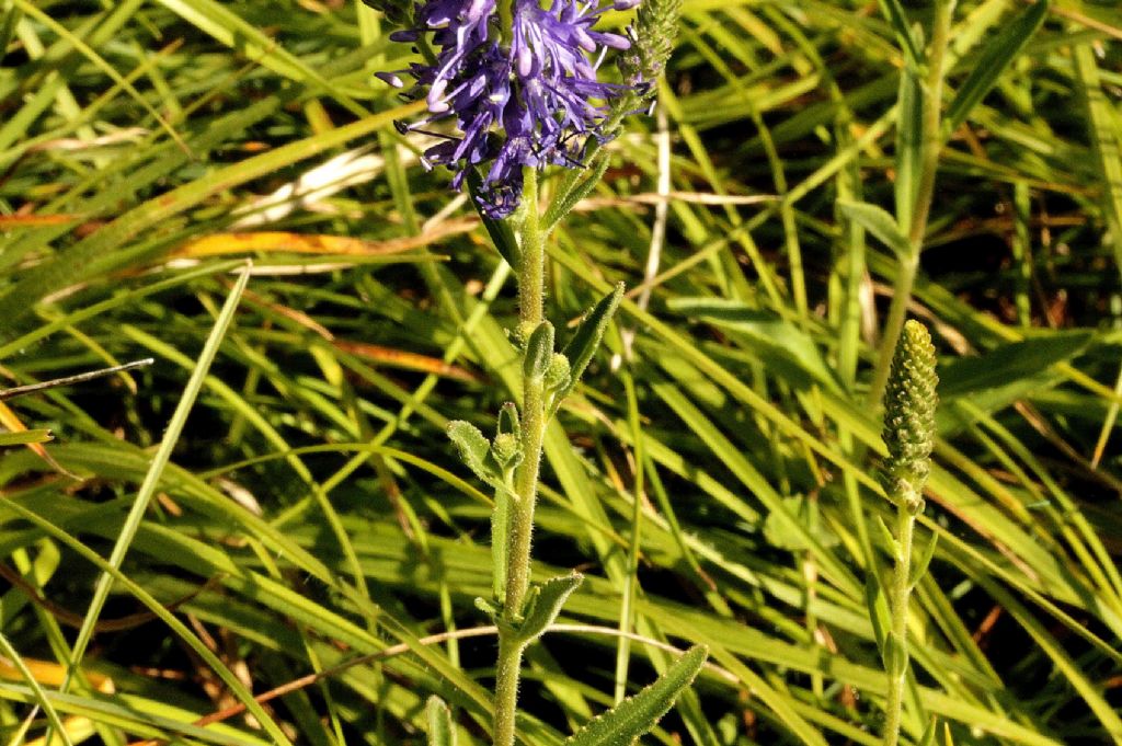 Veronica spicata (=Pseudolysimachion spicatum)