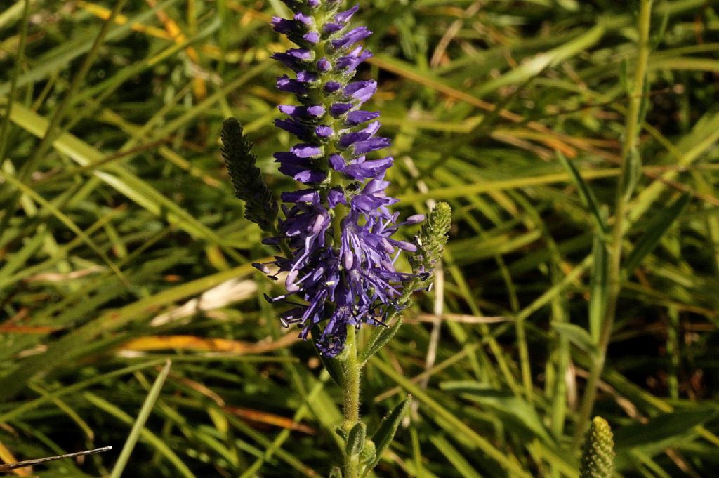 Veronica spicata (=Pseudolysimachion spicatum)