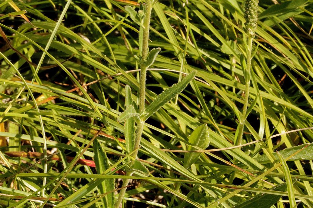 Veronica spicata (=Pseudolysimachion spicatum)