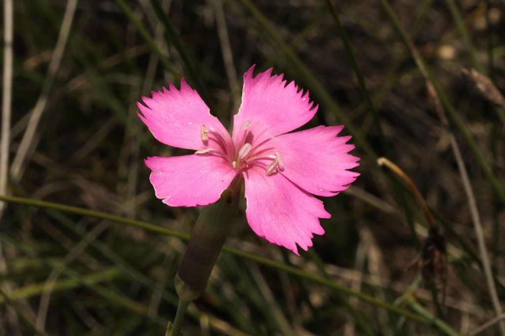 Dianthus sylvestris