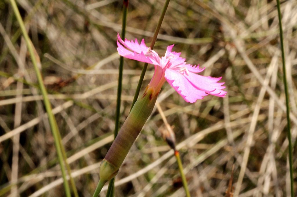 Dianthus sylvestris