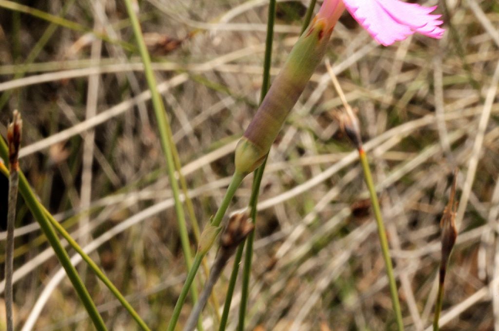 Dianthus sylvestris