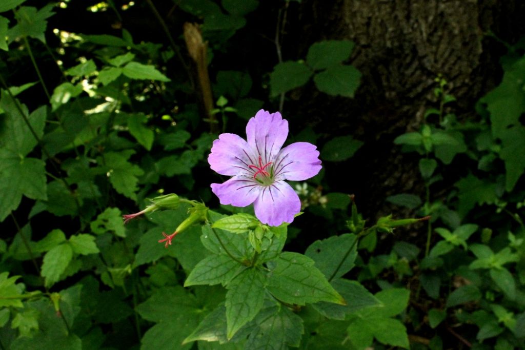 Geranium nodosum / Geranio nodoso