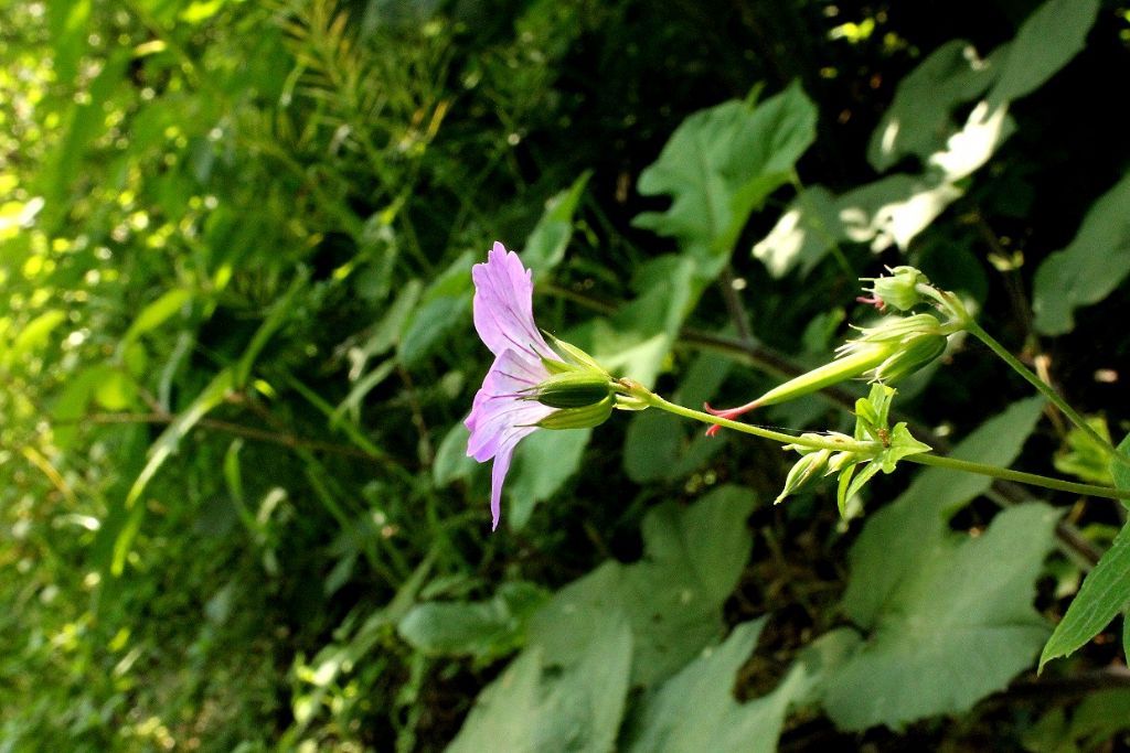 Geranium nodosum / Geranio nodoso