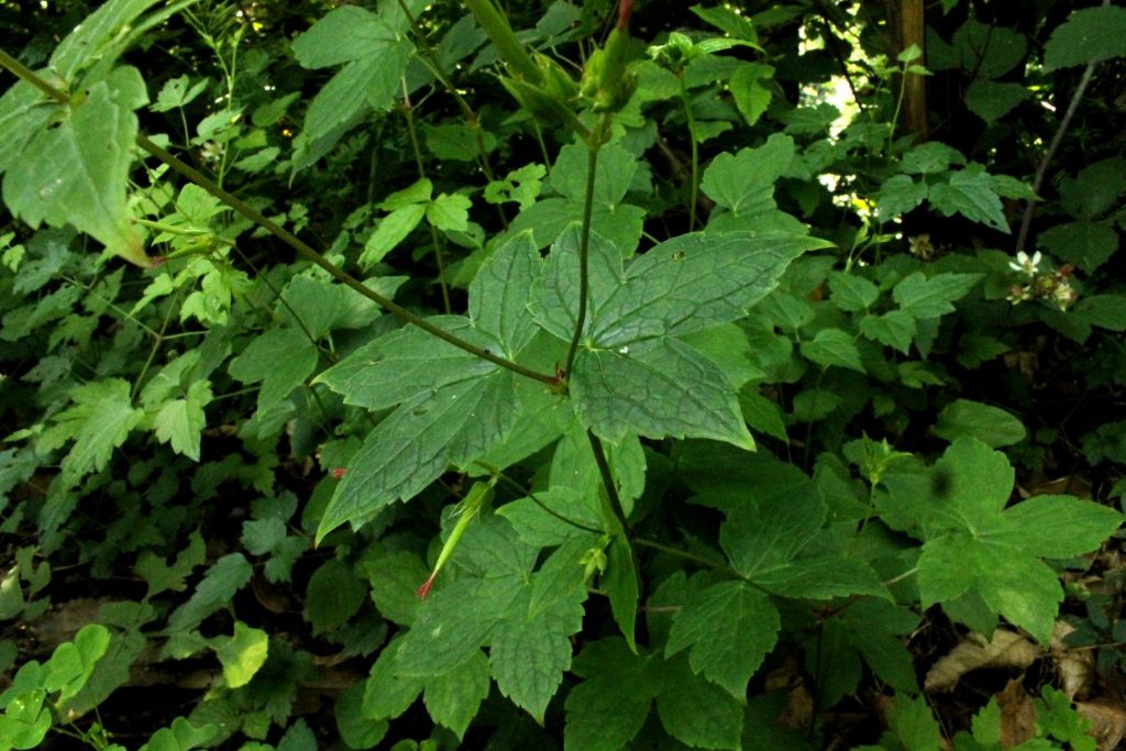 Geranium nodosum / Geranio nodoso