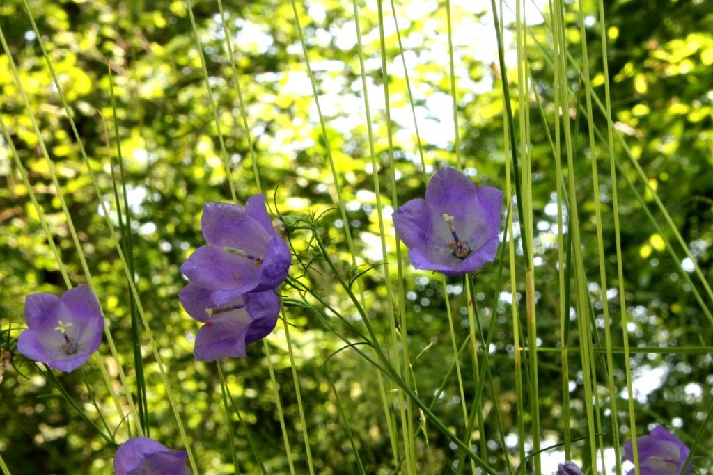 Campanula persicifolia