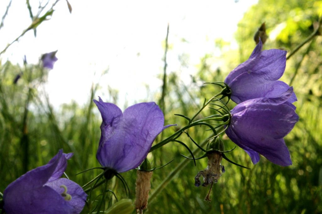 Campanula persicifolia