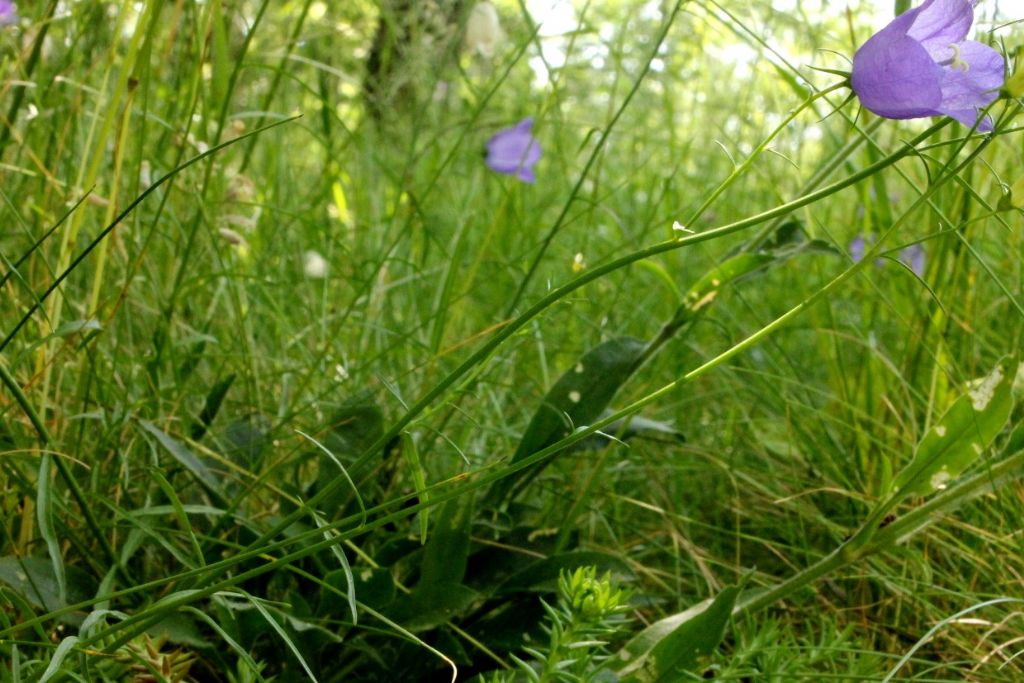 Campanula persicifolia