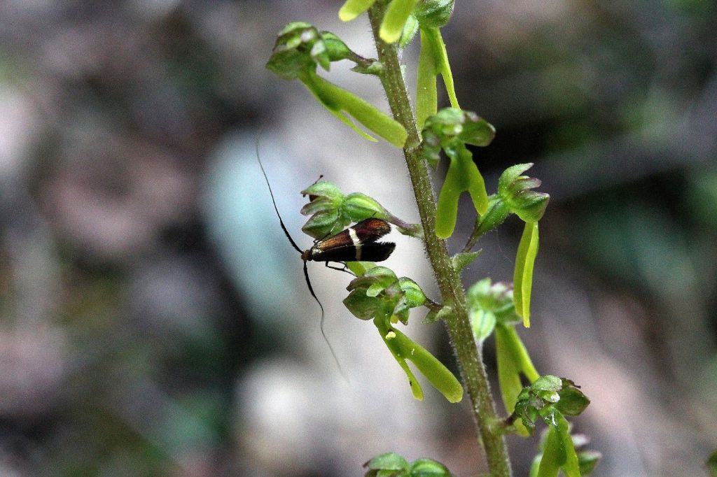 Adela o Nemophora?