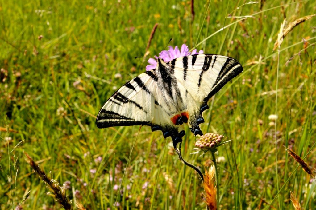 Iphiclides podalirius