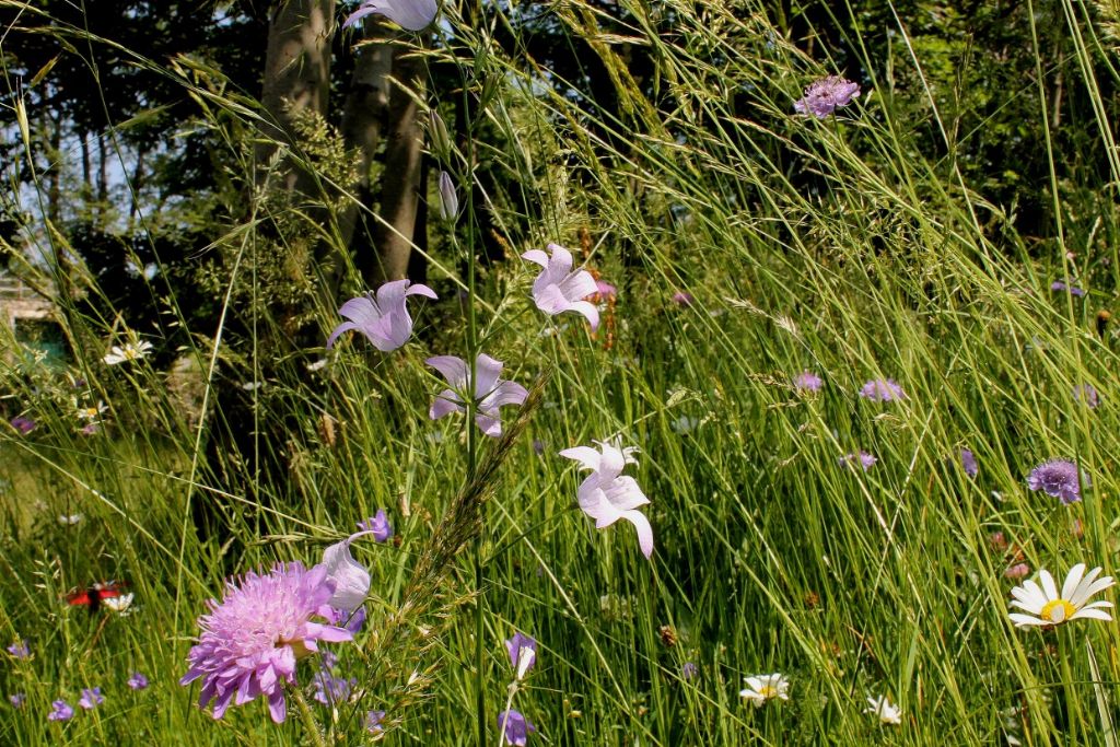 Campanula patula