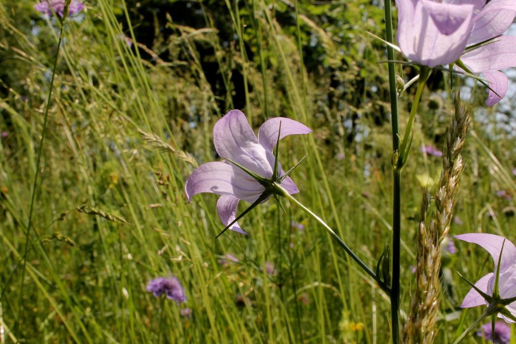 Campanula patula