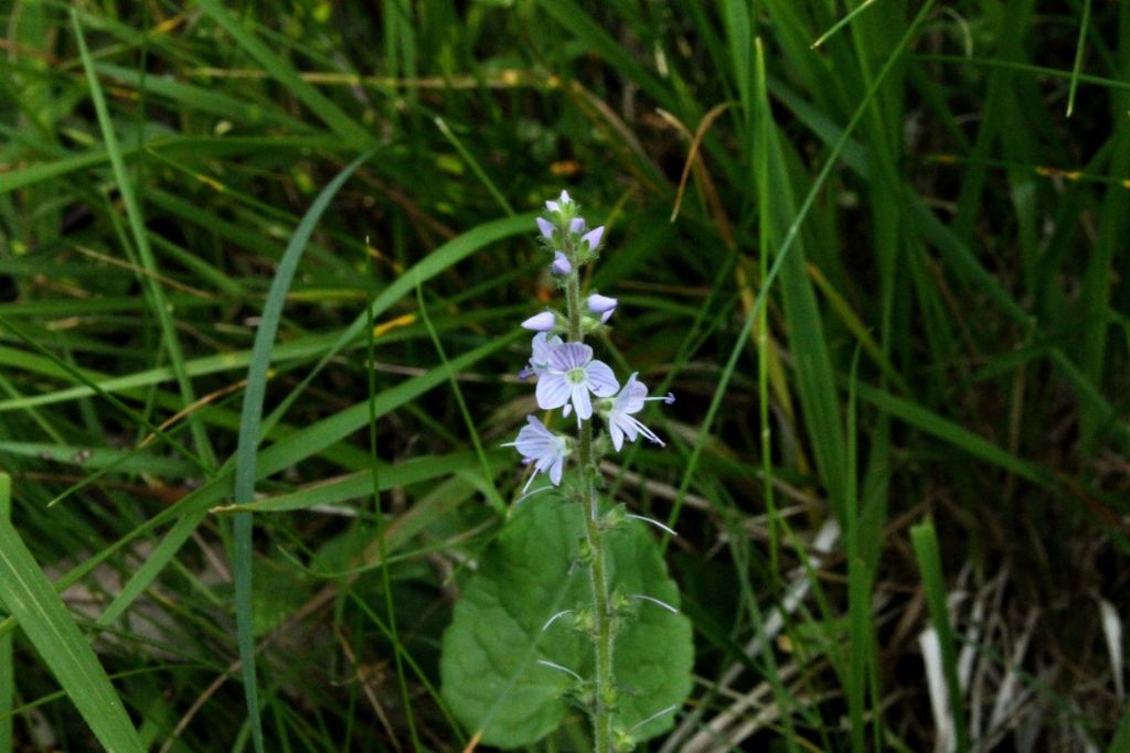 Veronica officinalis