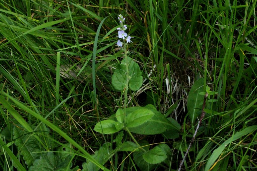 Veronica officinalis